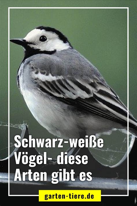 schwarz weißer vogel name|schwarz weißer bird.